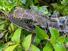 2022-01-27 water dragon.jpg